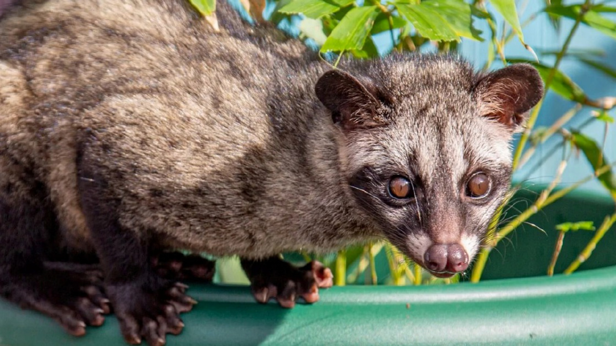 Three arrested for illegally keeping Asian palm civet cubs in Kelantan