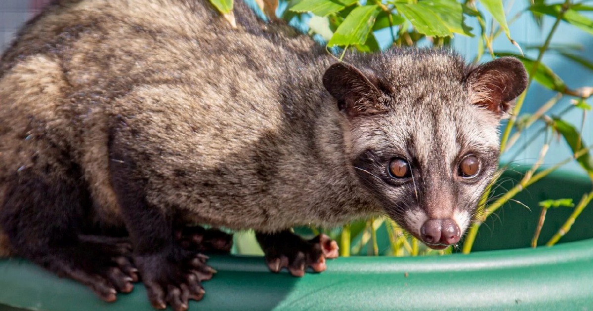 Three arrested for illegally keeping Asian palm civet cubs in Kelantan