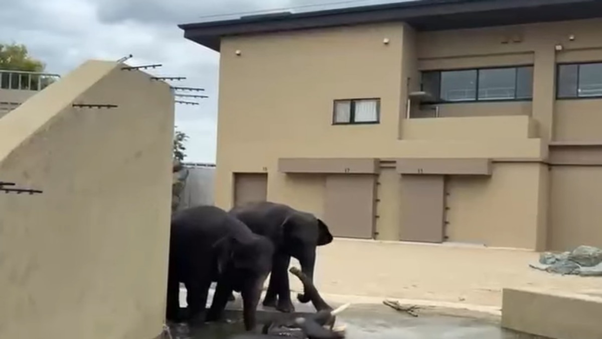 Malaysian Elephants Thriving at Osaka Zoo Under International Care Agreement