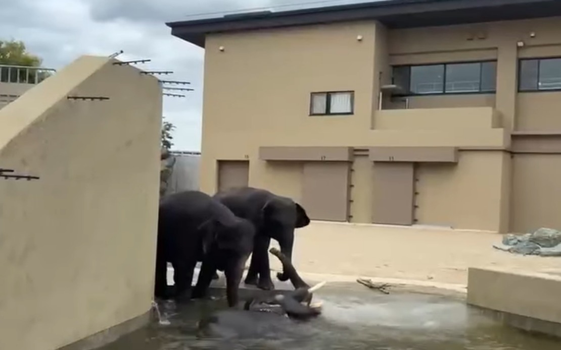 Malaysian Elephants Thriving at Osaka Zoo Under International Care Agreement