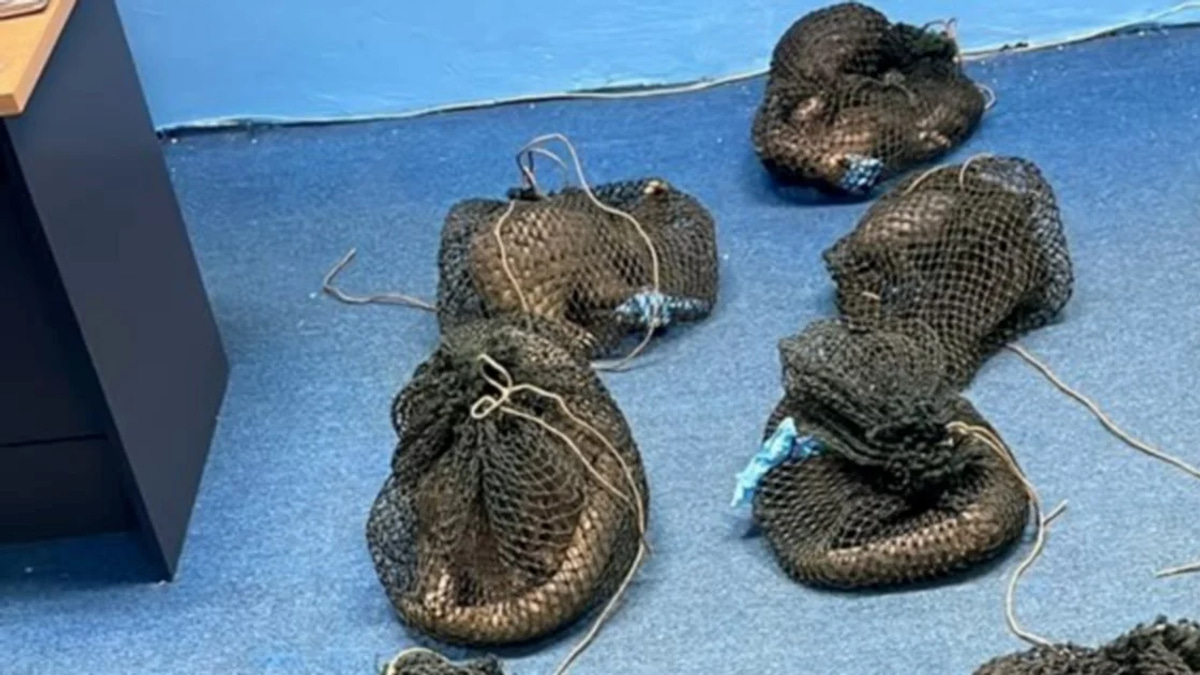Filipino man arrested with 10 live pangolins and elephant tusk in Sabah wildlife raid