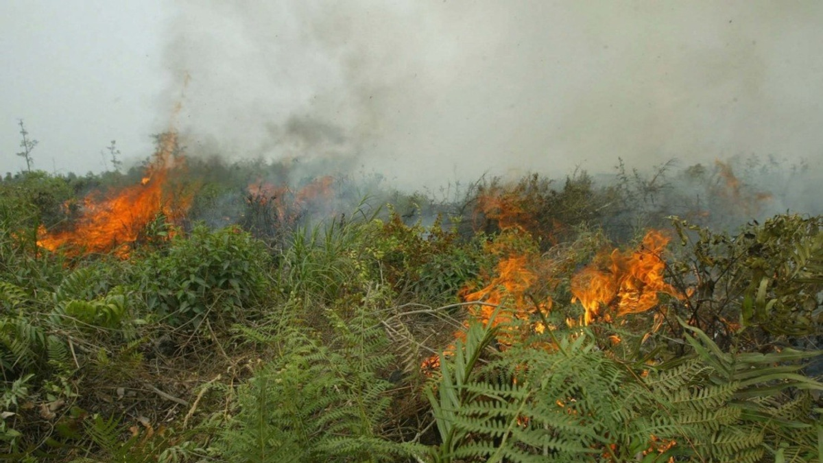 Indonesia Faces Escalating Forest Fire Crisis as West Kalimantan Hotspots Surge Dramatically