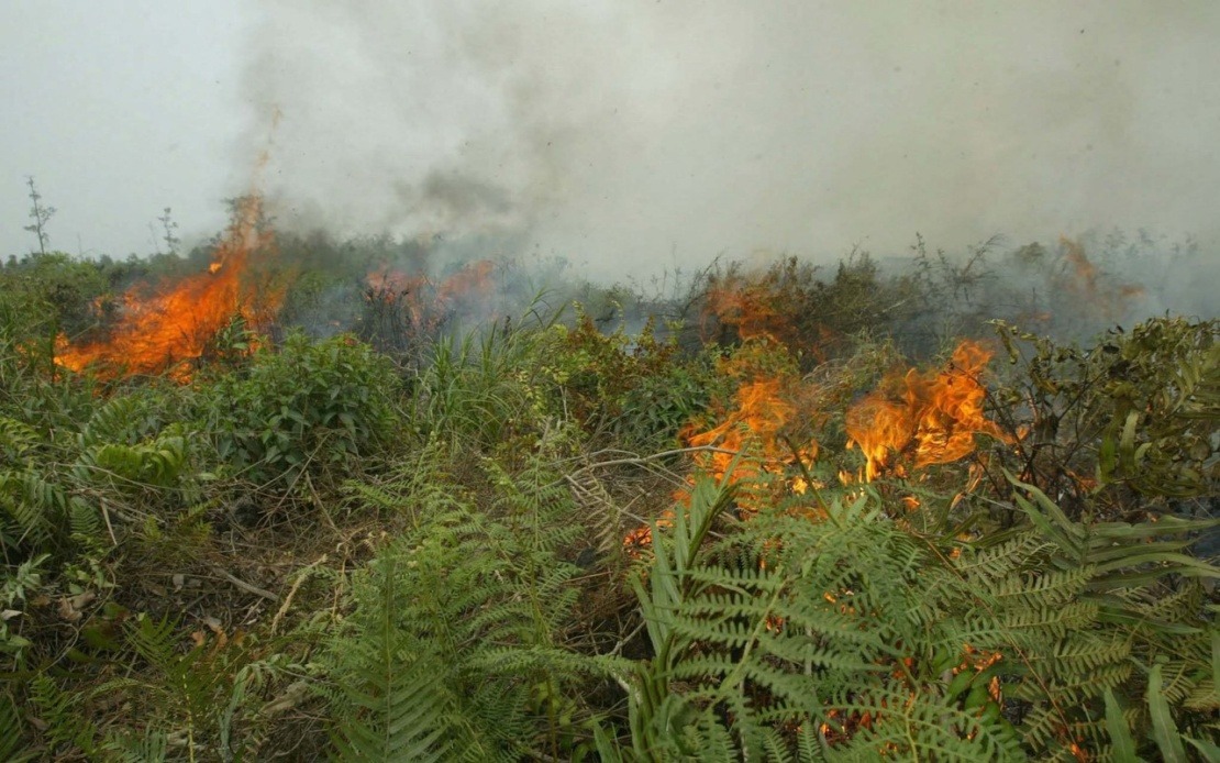 Indonesia Faces Escalating Forest Fire Crisis as West Kalimantan Hotspots Surge Dramatically