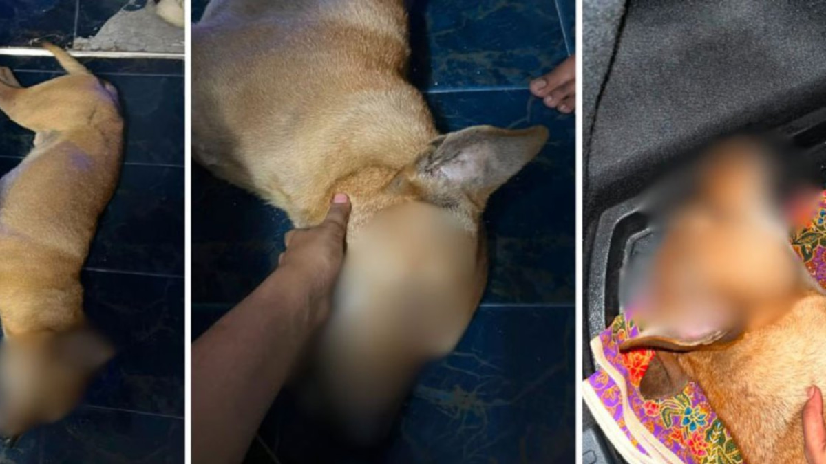 Death of Port Klang Dog Triggers Probe Into Animal Capture Procedures