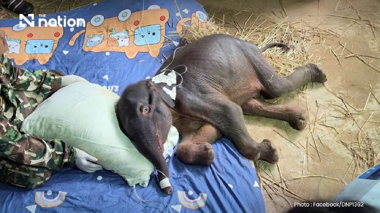 Thai wild elephant calf Jiew Sai Yok dies after brief rescue effort