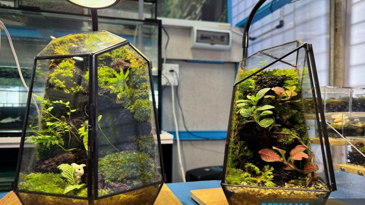 Jeli Polytechnic Student Transforms Recycled Materials Into Thriving Terrarium Business