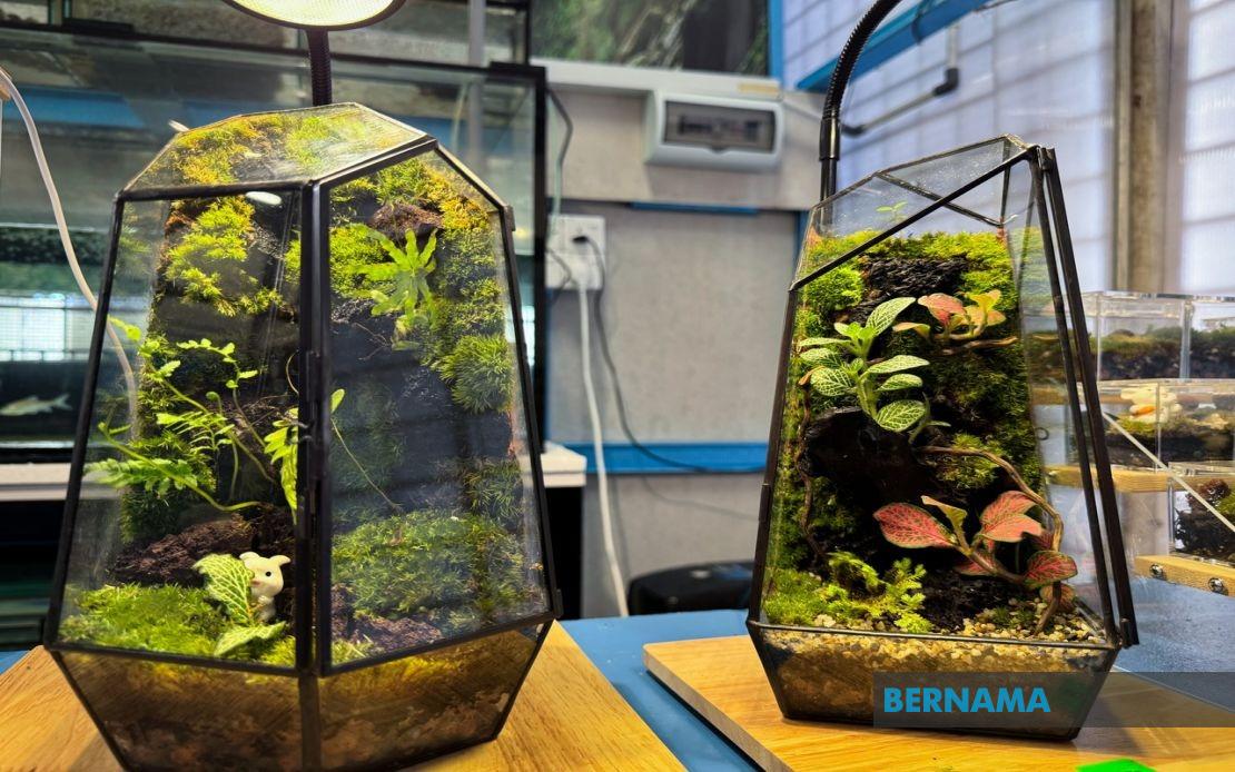Jeli Polytechnic Student Transforms Recycled Materials Into Thriving Terrarium Business