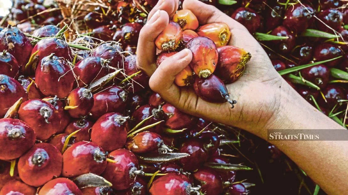 Former KLK Employee Faces Trial Over Alleged Palm Oil Stock Concealment