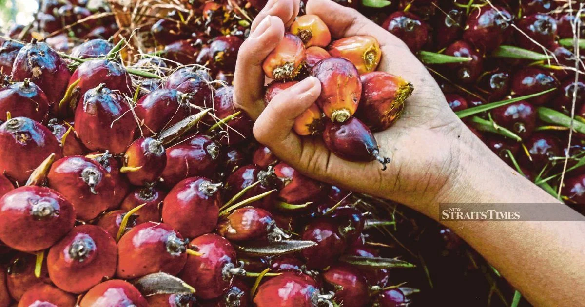 Former KLK Employee Faces Trial Over Alleged Palm Oil Stock Concealment