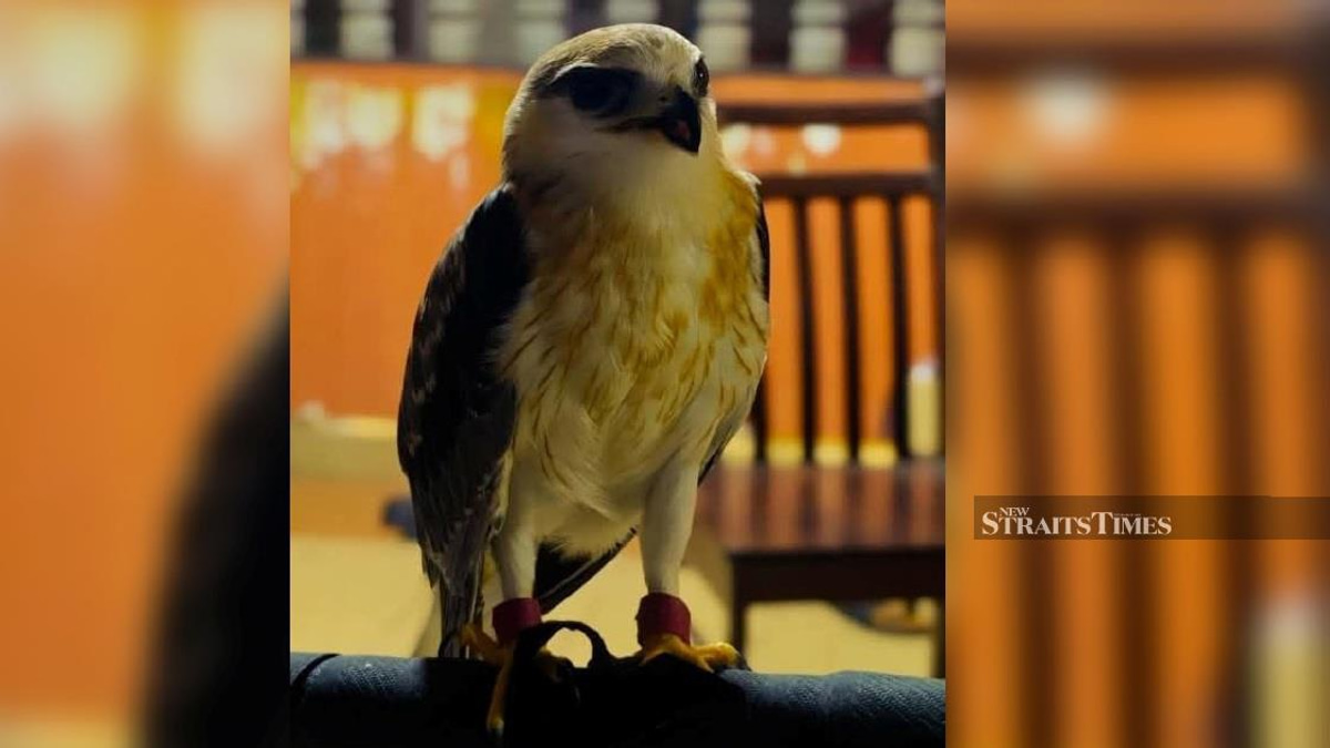 Man arrested after authorities discover RM100,000 Black-winged Kite in unlicensed Kapar home