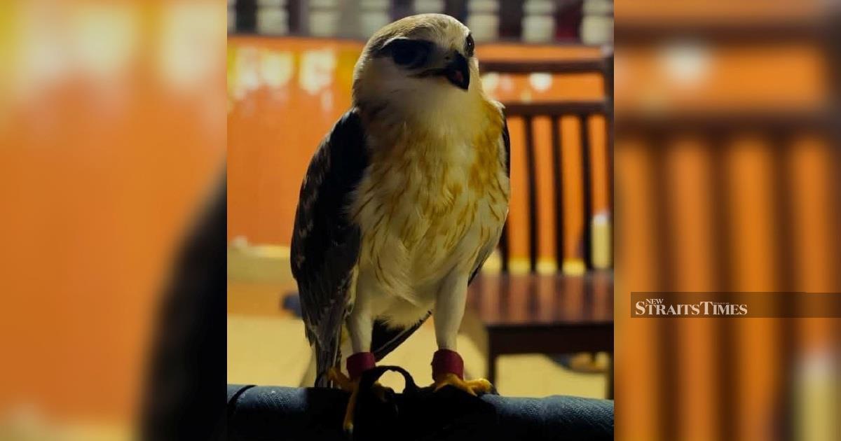 Man arrested after authorities discover RM100,000 Black-winged Kite in unlicensed Kapar home