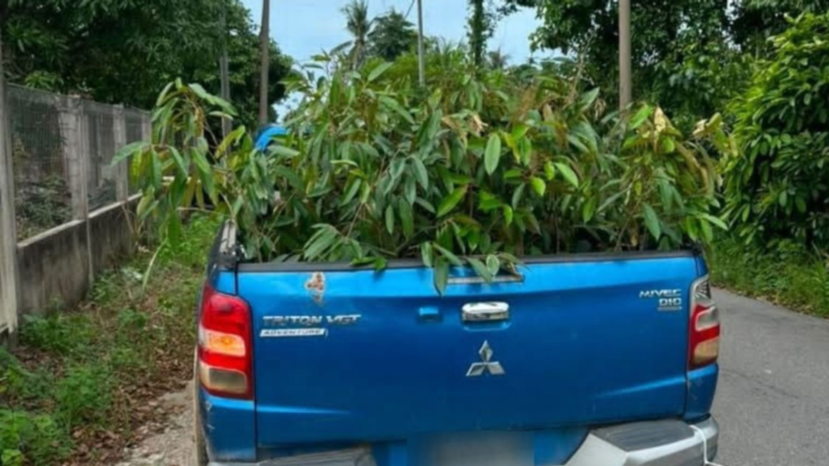 Enforcement crackdown nets 52 smuggled durian saplings in Tumpat, one suspect arrested