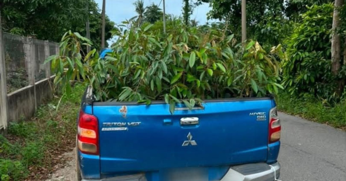 Enforcement crackdown nets 52 smuggled durian saplings in Tumpat, one suspect arrested