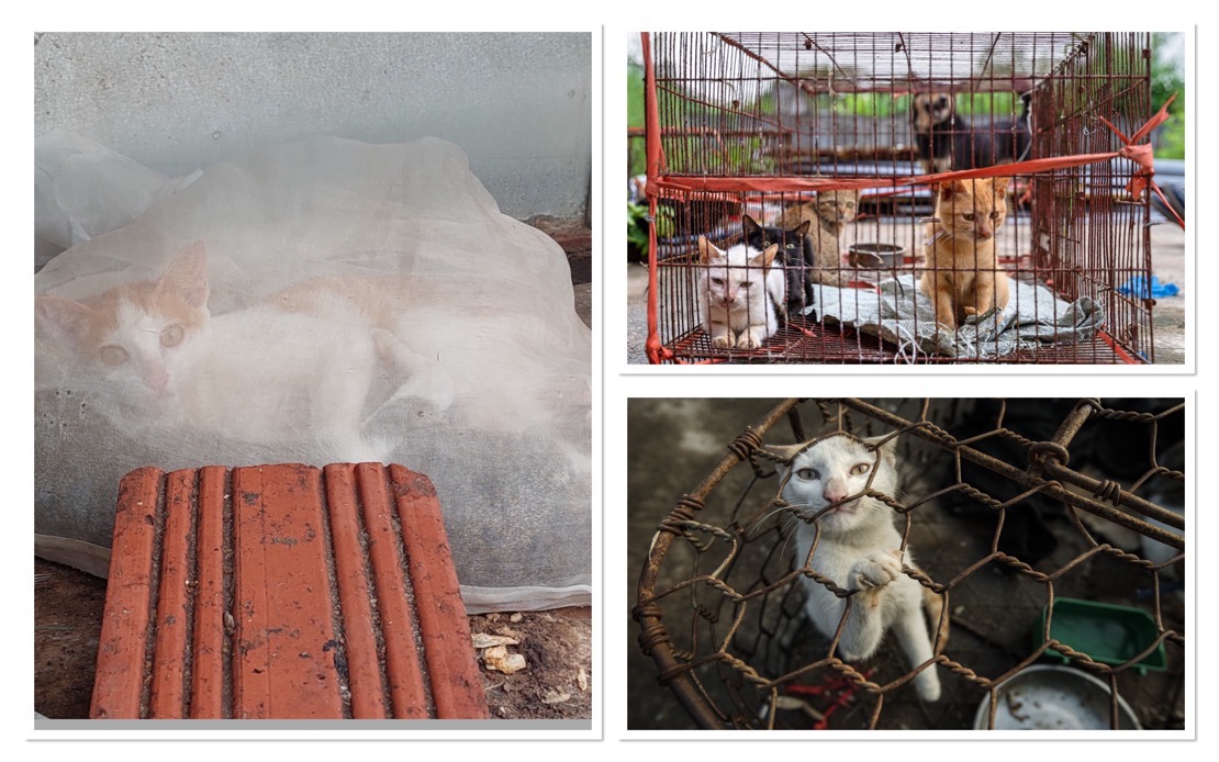 Dark Trade in Cat Meat Persists Across Indochina Despite Public Opposition