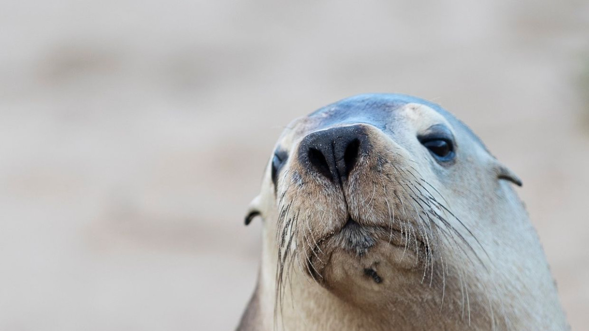 H5N1 Bird Flu Threatens Endangered Australian Sea Lions as Outbreak Spreads