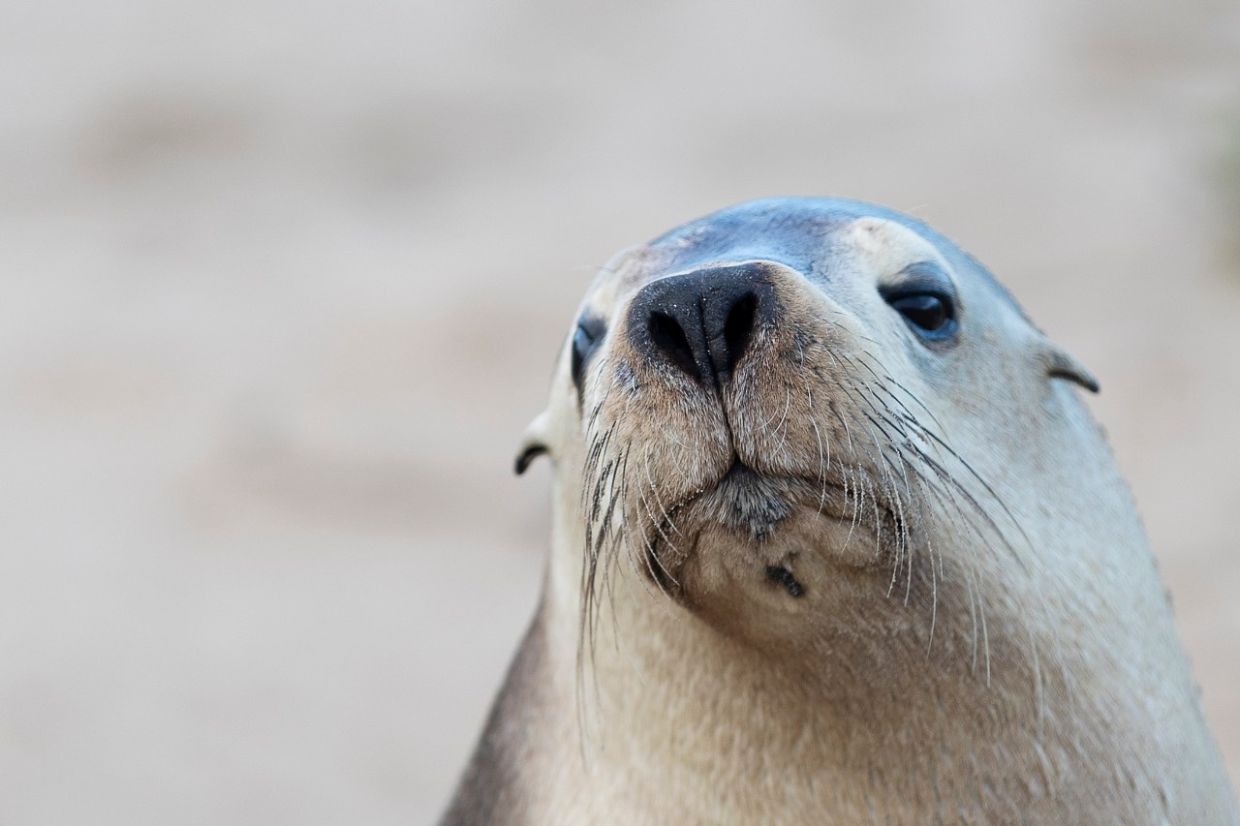 H5N1 Bird Flu Threatens Endangered Australian Sea Lions as Outbreak Spreads