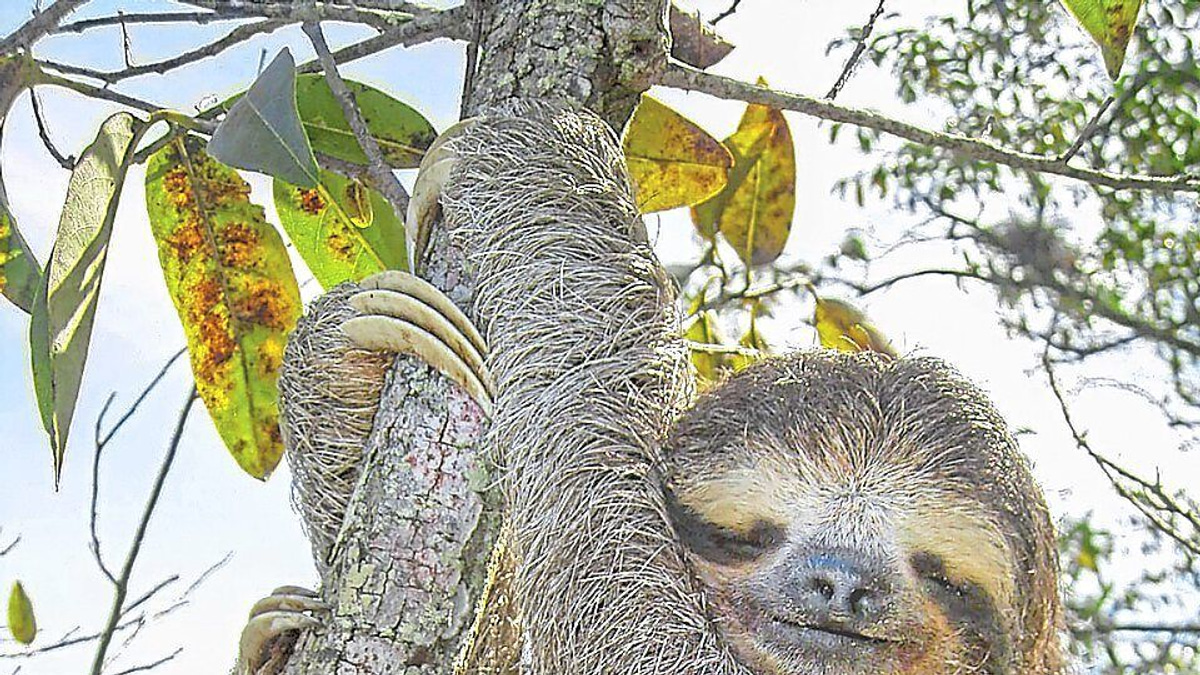 How Sloths' Ancient 'Jumping Genes' May Unlock Secrets of Human Ageing