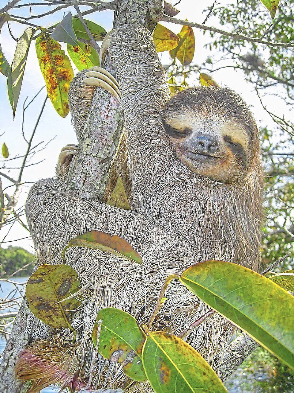 How Sloths' Ancient 'Jumping Genes' May Unlock Secrets of Human Ageing