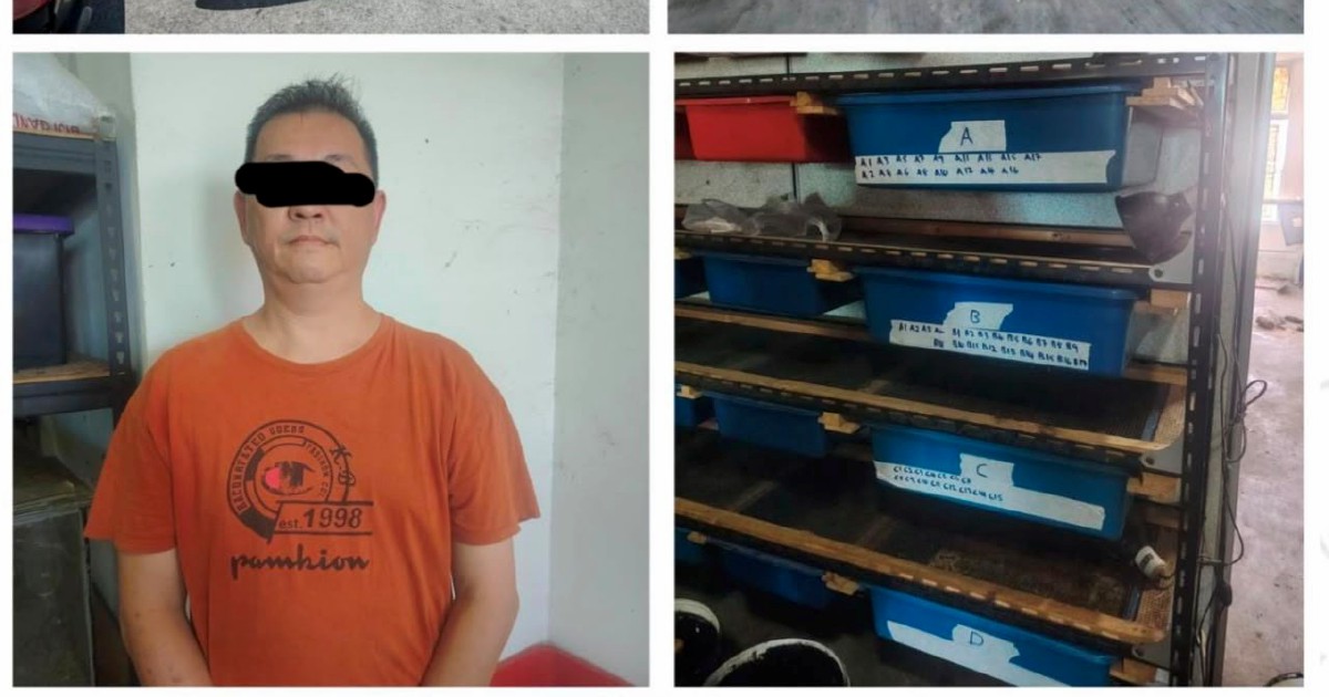 Police seize 89 protected reptiles in Kedah wildlife enforcement operation