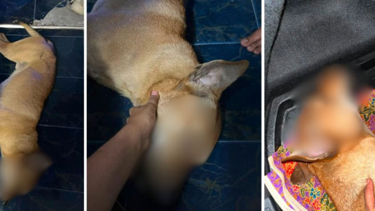 Rocky the dog death inquiry advanced to prosecutors for review