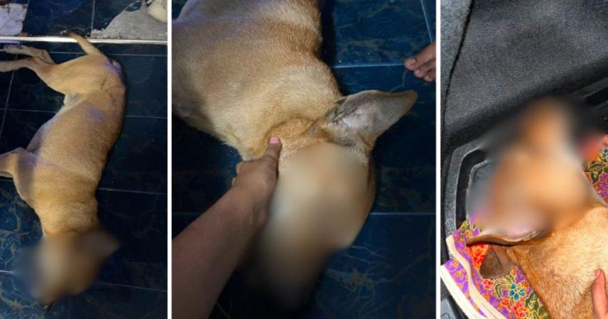 Rocky the dog death inquiry advanced to prosecutors for review