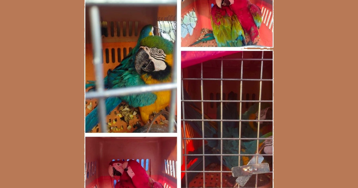 Eight Protected Macaws Worth RM400,000 Seized in Kelantan; Two Men Arrested