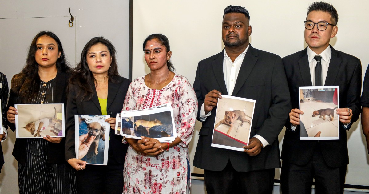 Death of Pet Dog Triggers Review of Animal Capture Procedures in Selangor