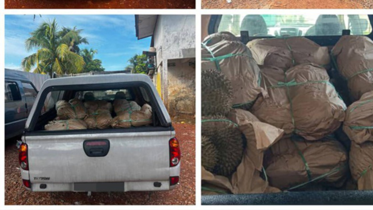 GOF arrests smuggler with RM50,000 contraband durian haul at illegal Kelantan jetty