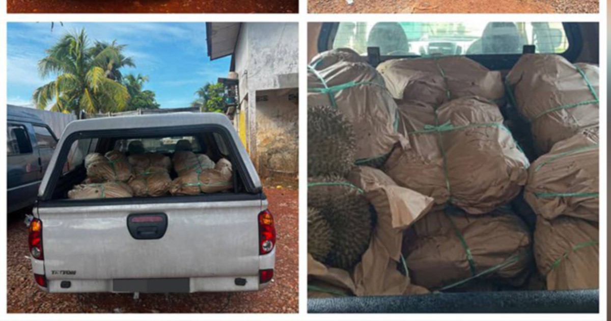 GOF arrests smuggler with RM50,000 contraband durian haul at illegal Kelantan jetty