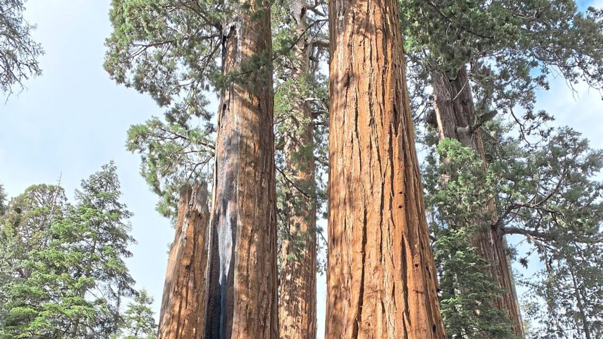 California's Giant Sequoias Face Restoration Race as Fires Threaten Ancient Forests