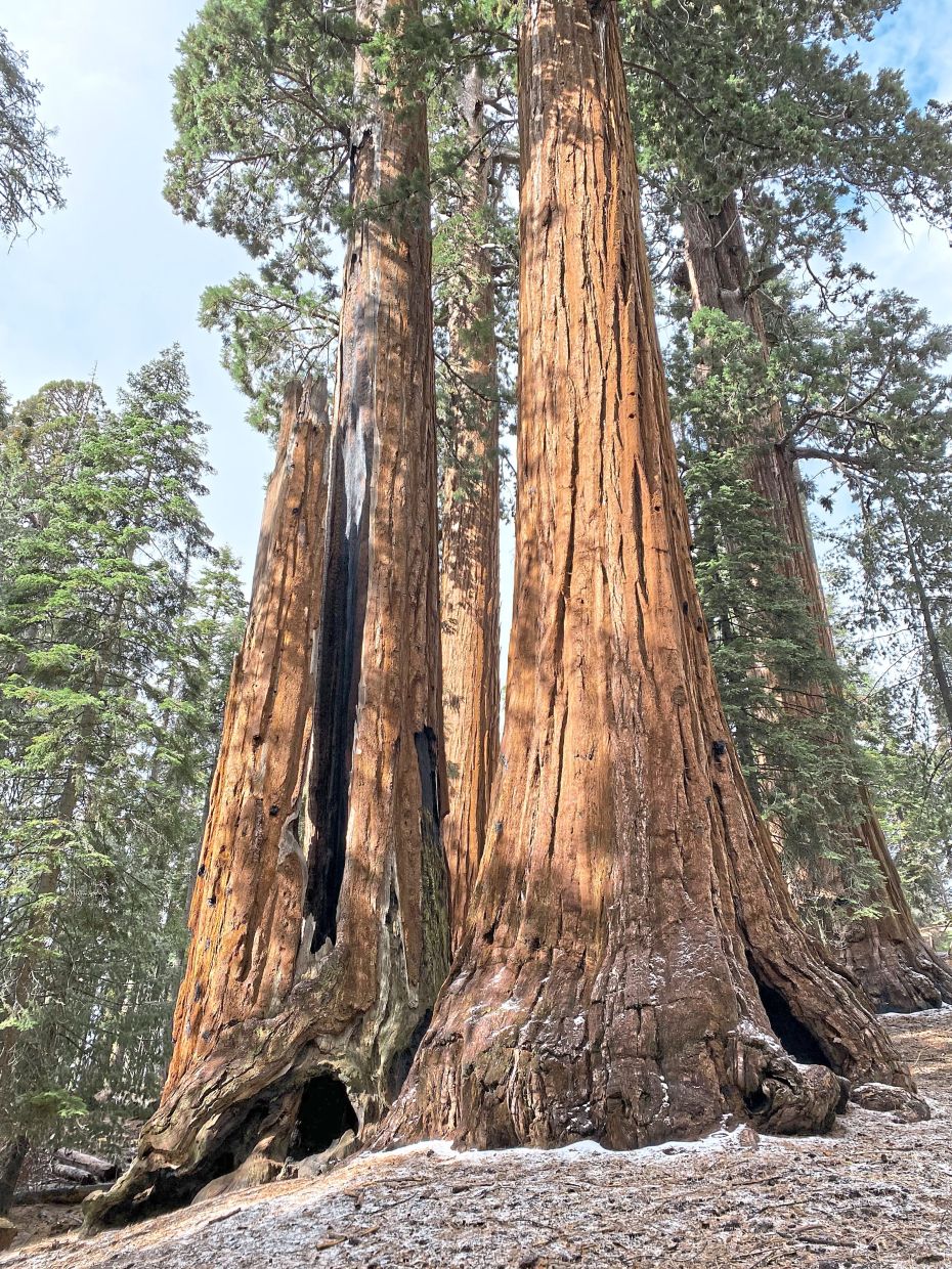California's Giant Sequoias Face Restoration Race as Fires Threaten Ancient Forests