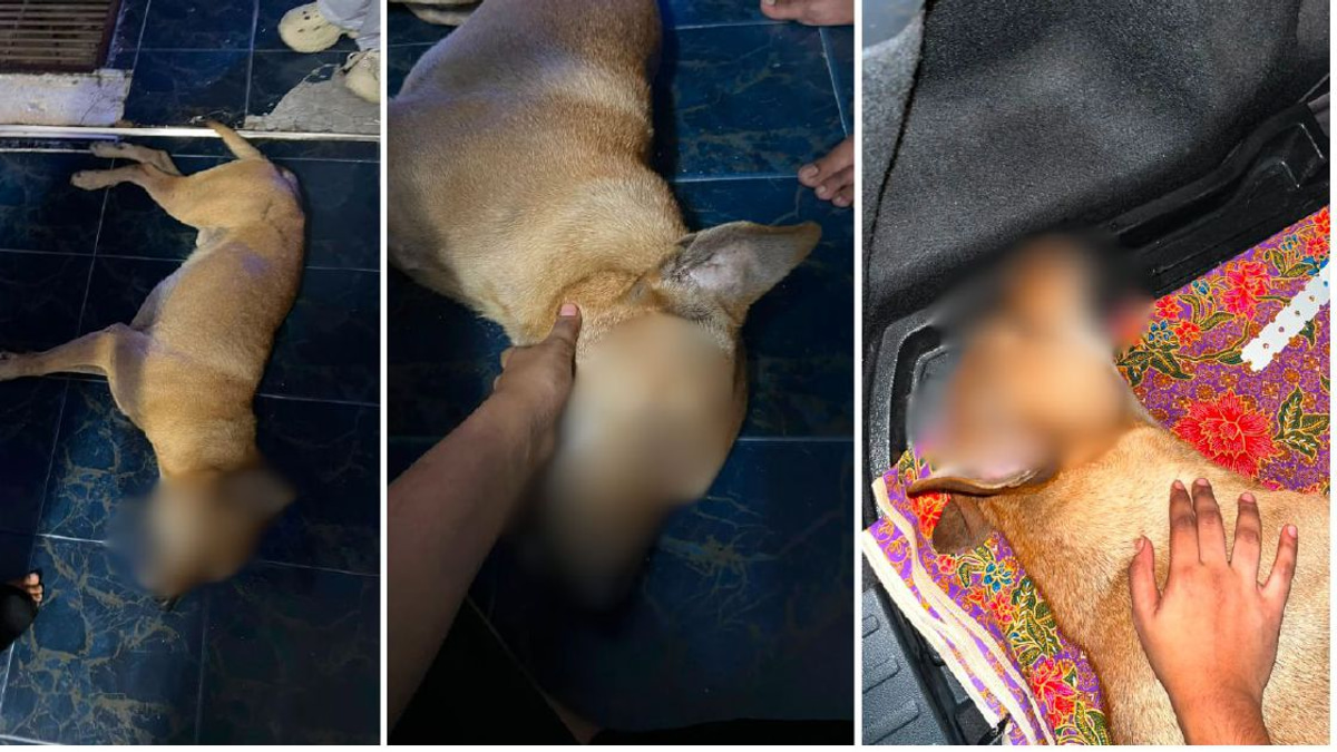 Police Launch Inquiry Into Death of Dog During Stray Capture in Port Klang