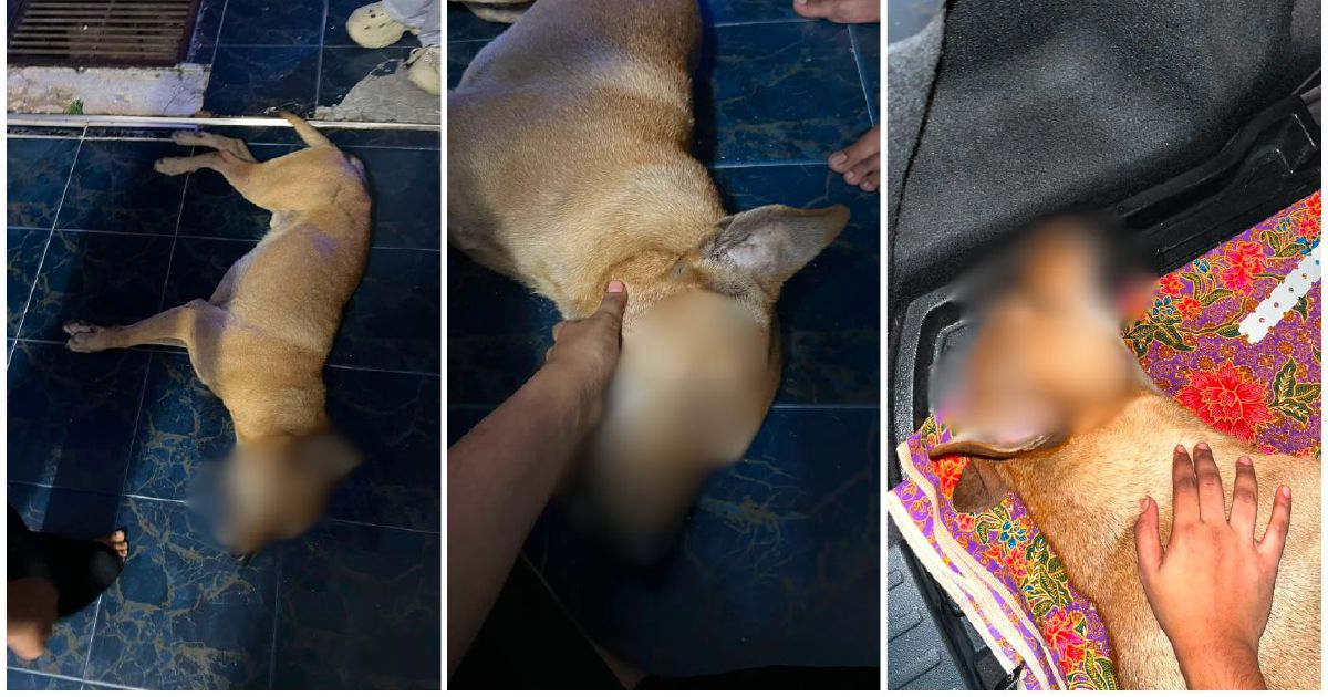 Police Launch Inquiry Into Death of Dog During Stray Capture in Port Klang