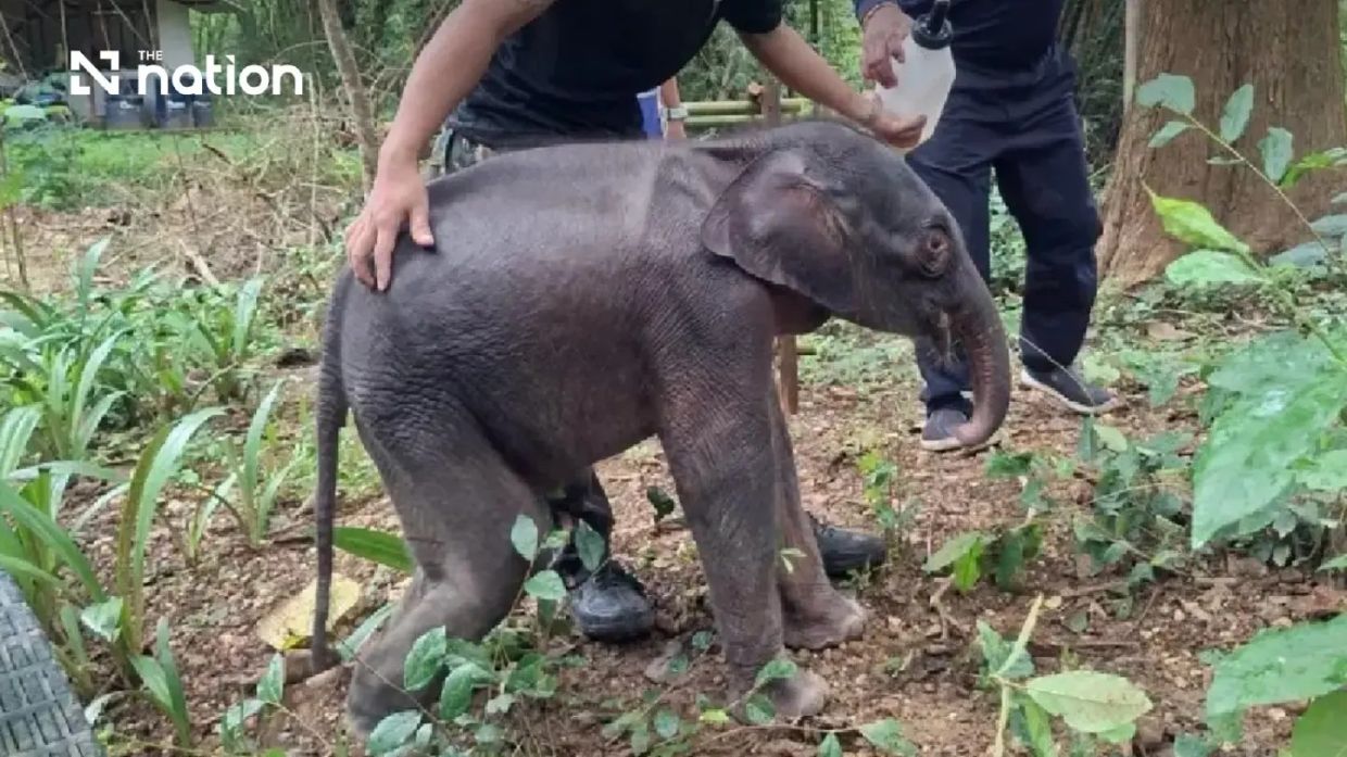 Thai Elephant Calf Fights for Life After Harrowing Separation from Herd