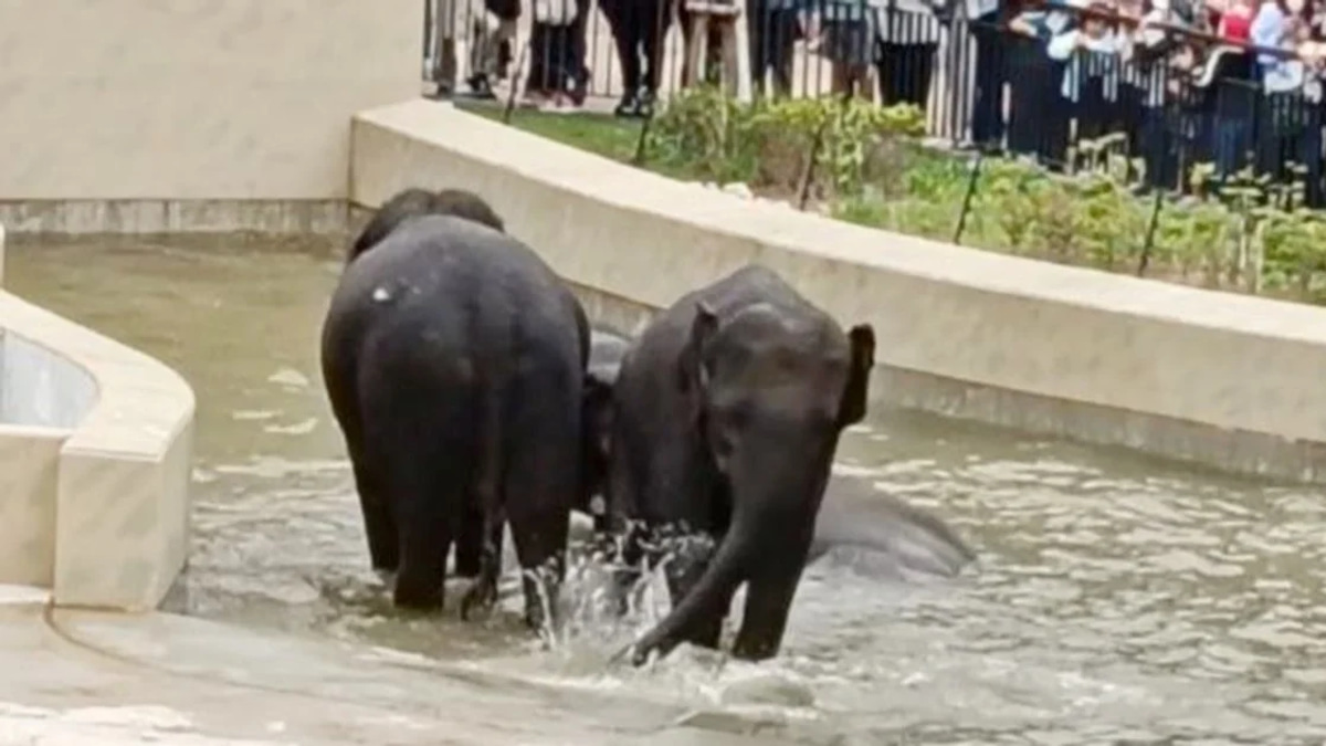 MACC's Elephant Transfer Probe Limited to Documentary Review
