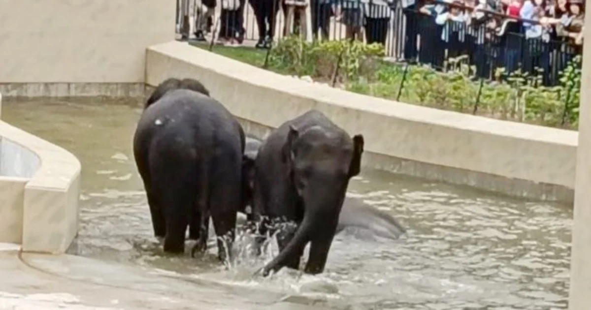 MACC's Elephant Transfer Probe Limited to Documentary Review