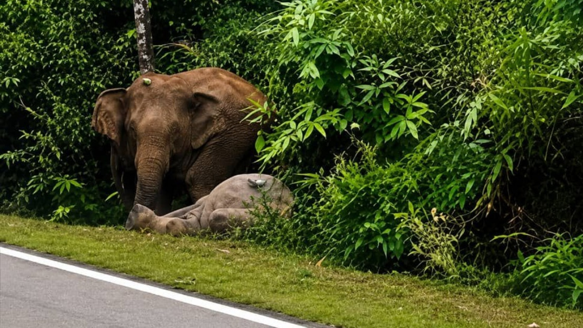 Mother Elephant's Vigil: Johor Tragedy Echoes Gerik's Dark Chapter