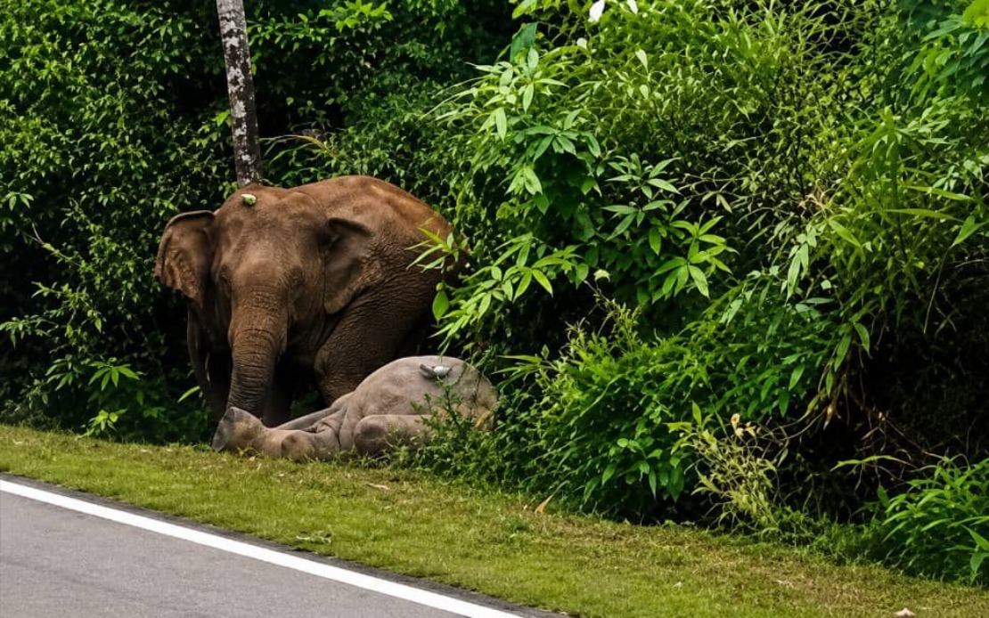 Mother Elephant's Vigil: Johor Tragedy Echoes Gerik's Dark Chapter
