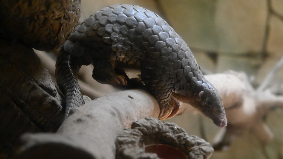 Indonesia Dismantles Pangolin Trafficking Ring as Regional Black Market Flourishes