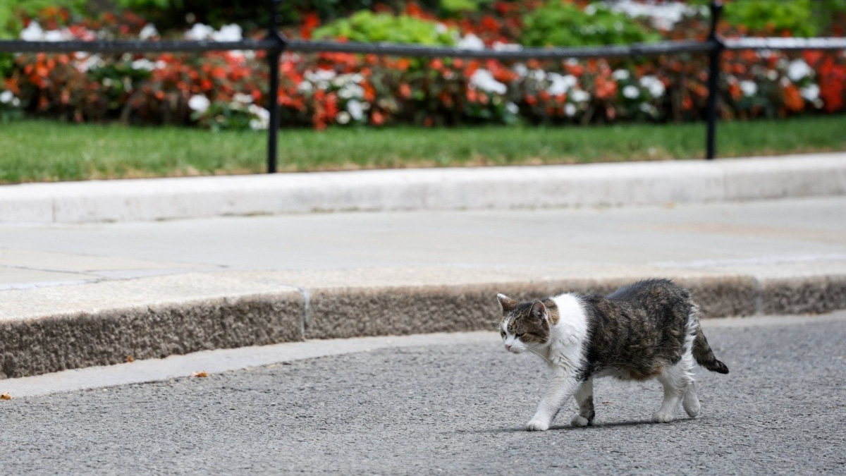 Larry the Cat: Britain's Most Durable Political Survivor at 10 Downing Street