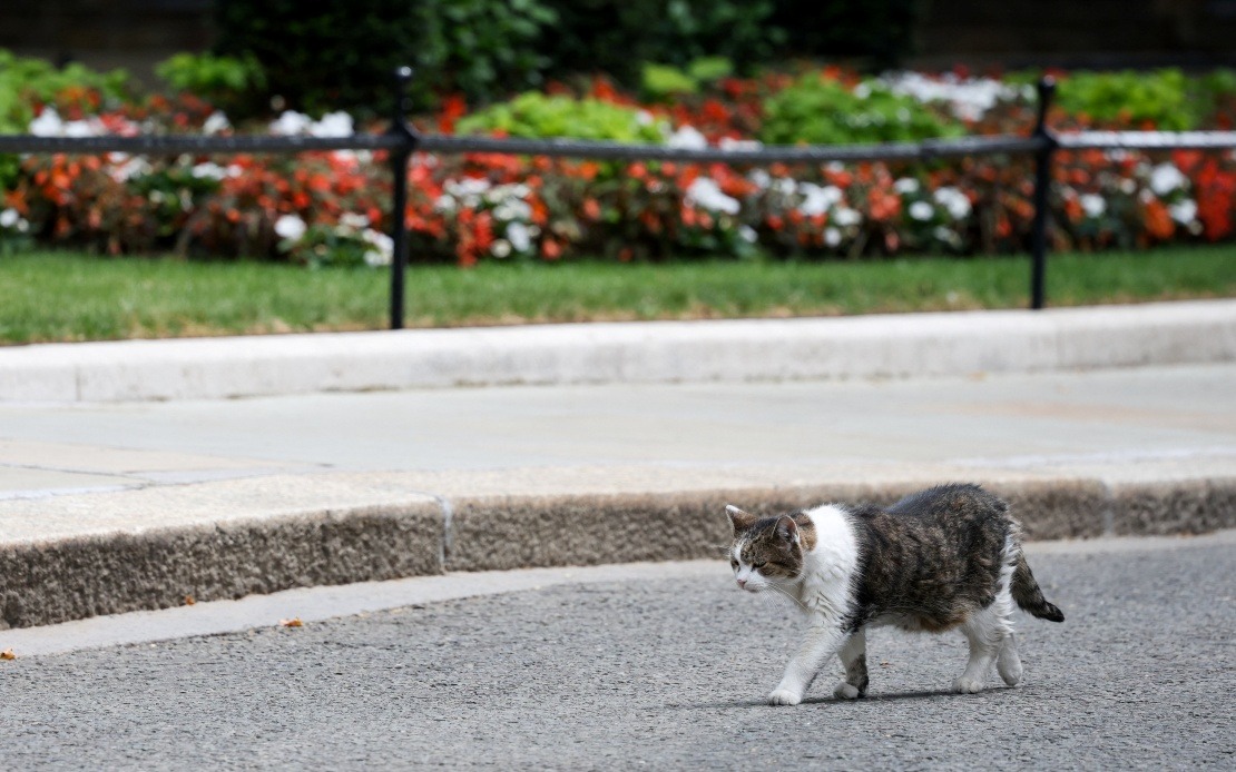 Larry the Cat: Britain's Most Durable Political Survivor at 10 Downing Street