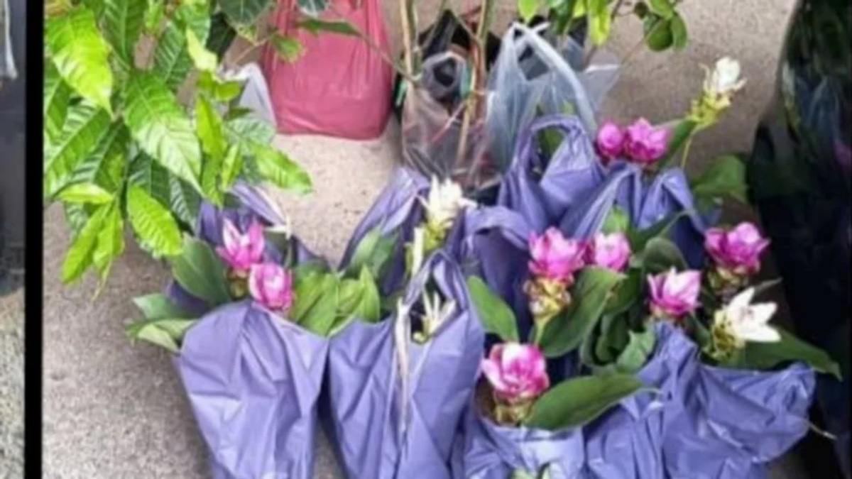 Two Elderly Women Arrested for Smuggling Thai Plant Seedlings Through Kelantan