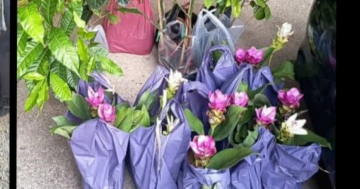 Two Elderly Women Arrested for Smuggling Thai Plant Seedlings Through Kelantan
