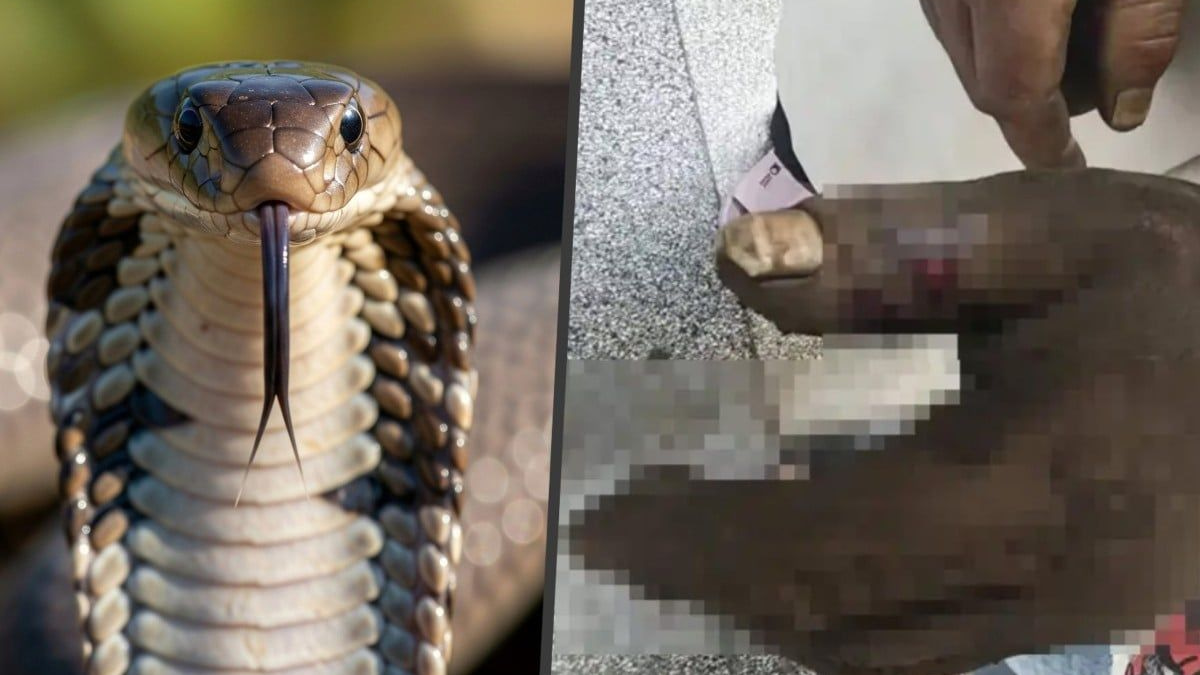 Chinese Woman Poisons Herself Attempting TV-Inspired Snake Bite Rescue