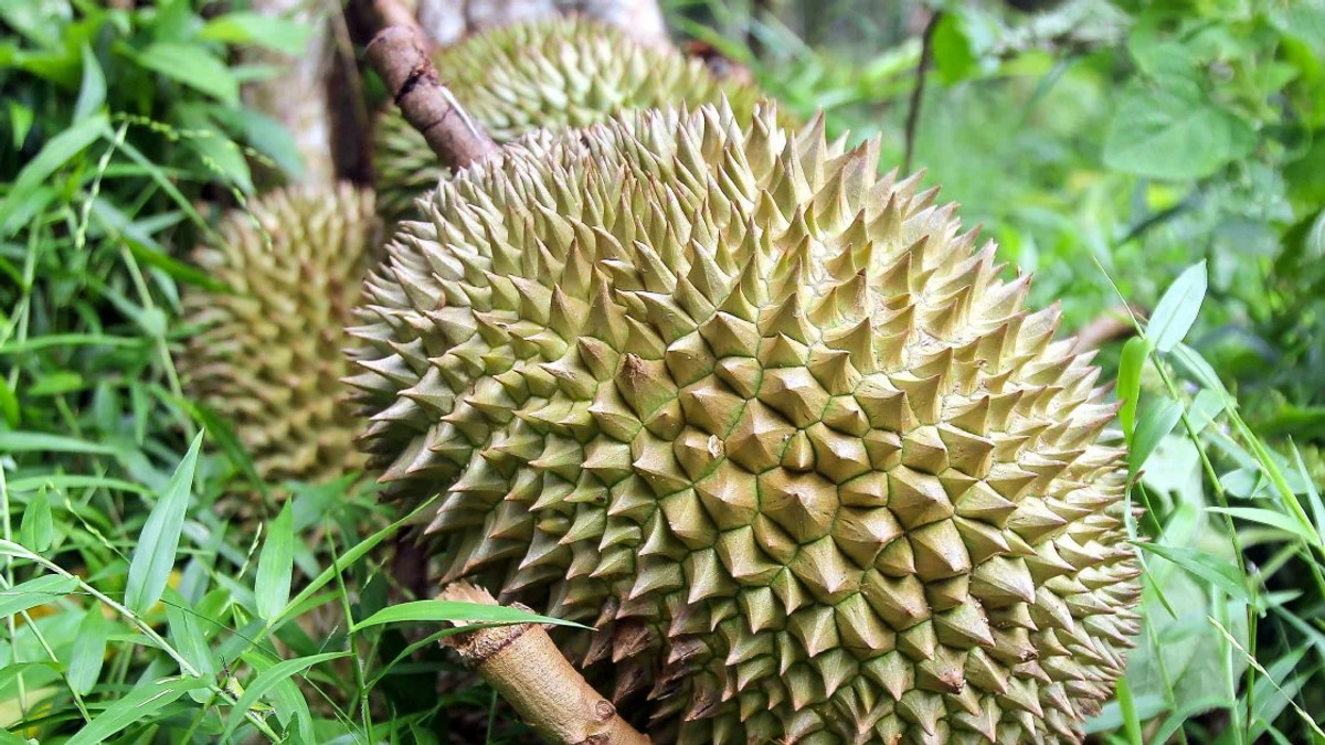 Four men arrested over RM9,000 orchard theft of durians and motorcycle in Jasin