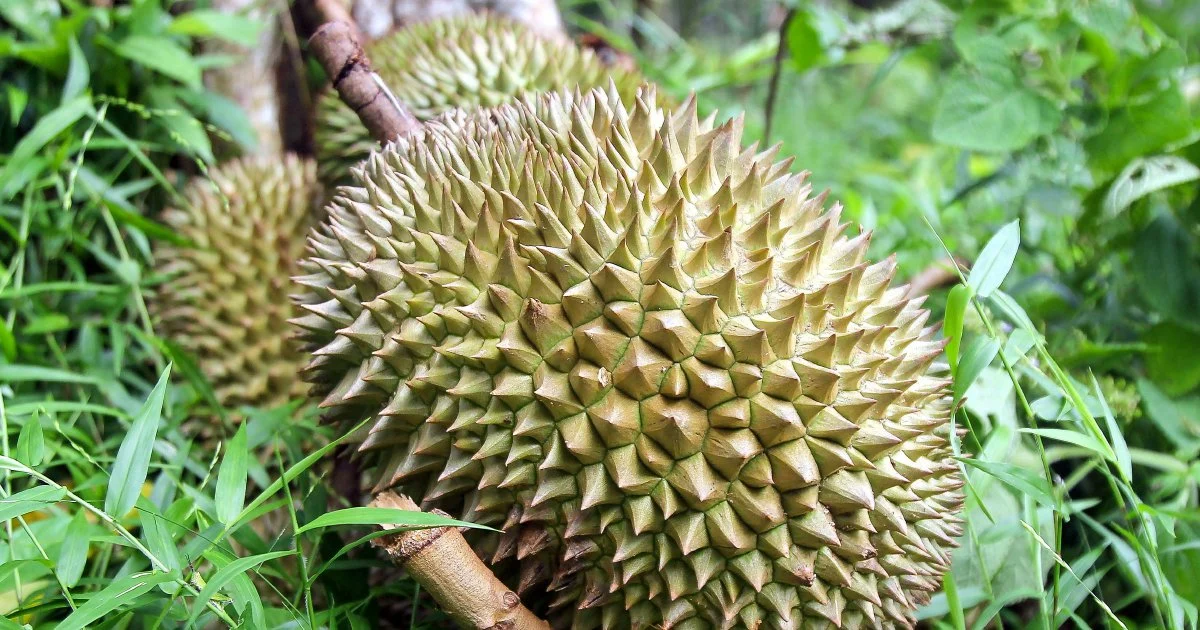 Four men arrested over RM9,000 orchard theft of durians and motorcycle in Jasin