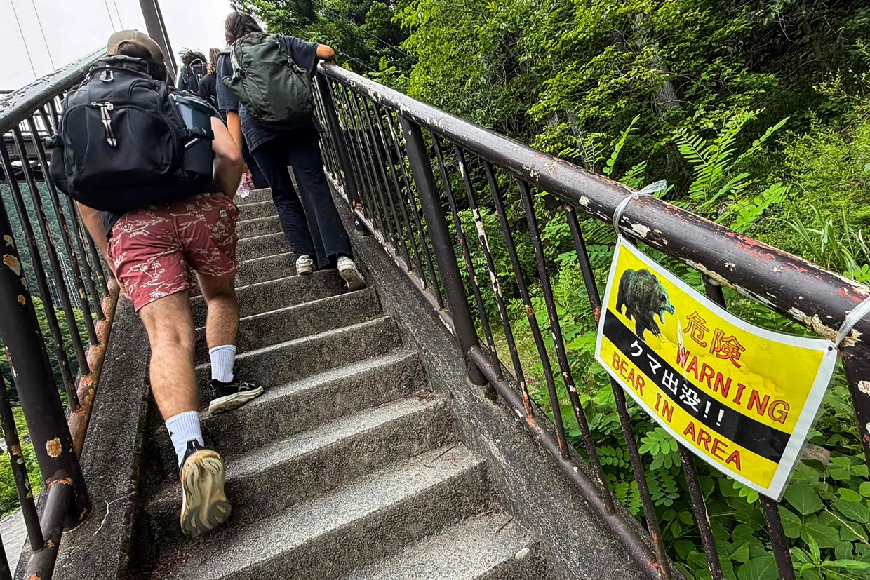 Japan deploys wildlife cameras across mountains as bear attacks intensify