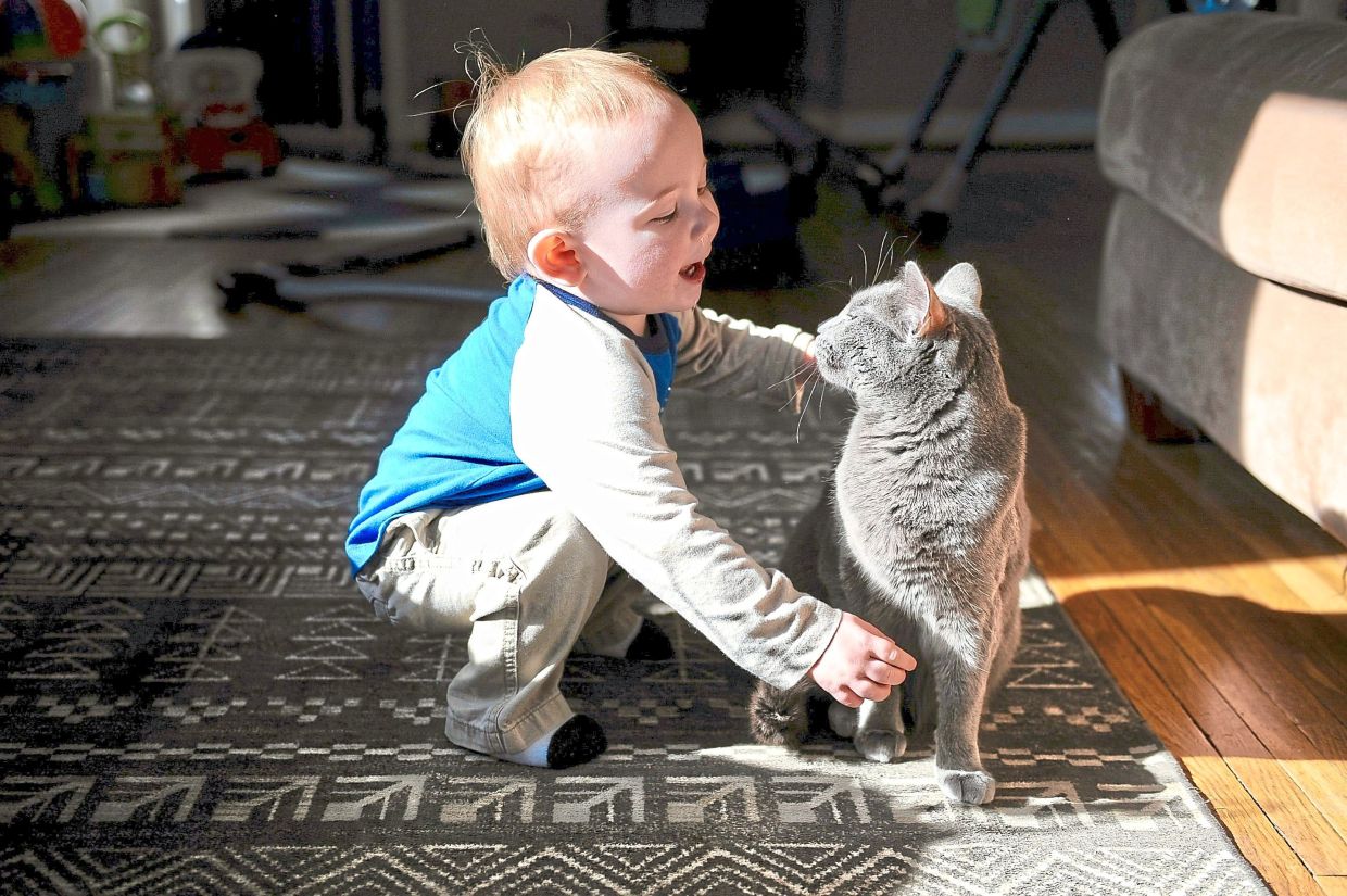 Swedish Study Finds No Link Between Household Cats and Worsened Asthma in Children
