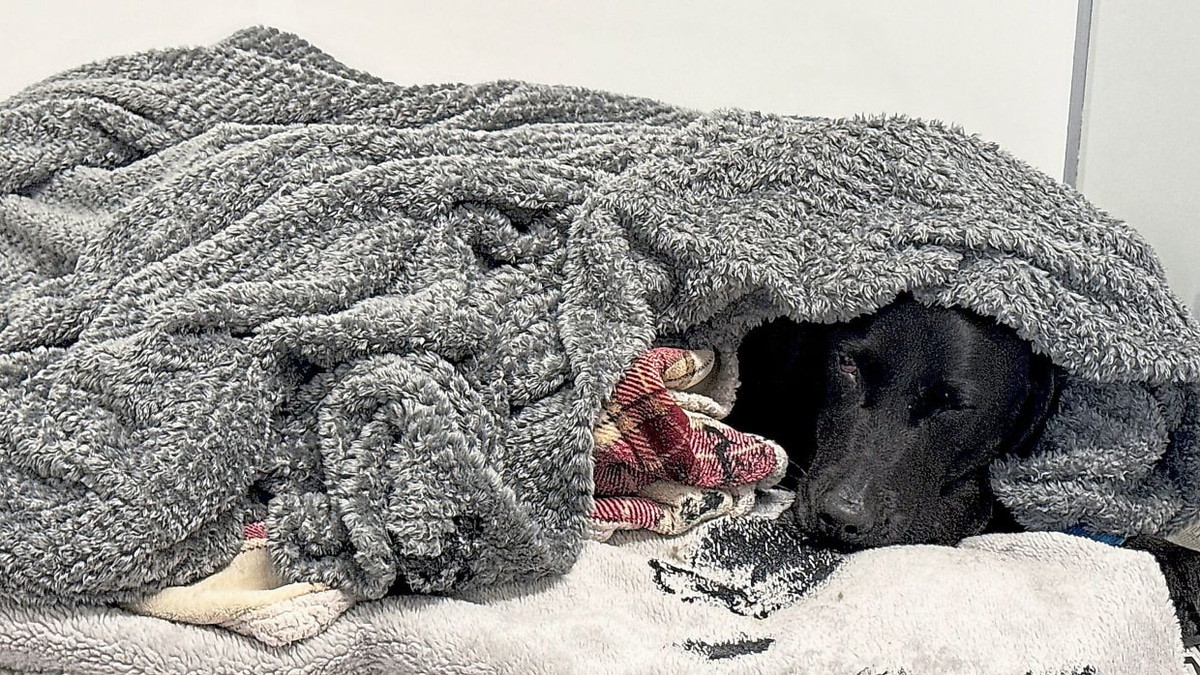 Dog's Mountain Ordeal: British Owner Describes Dramatic Rescue After Pet Ingests Cannabis on Ben Nevis