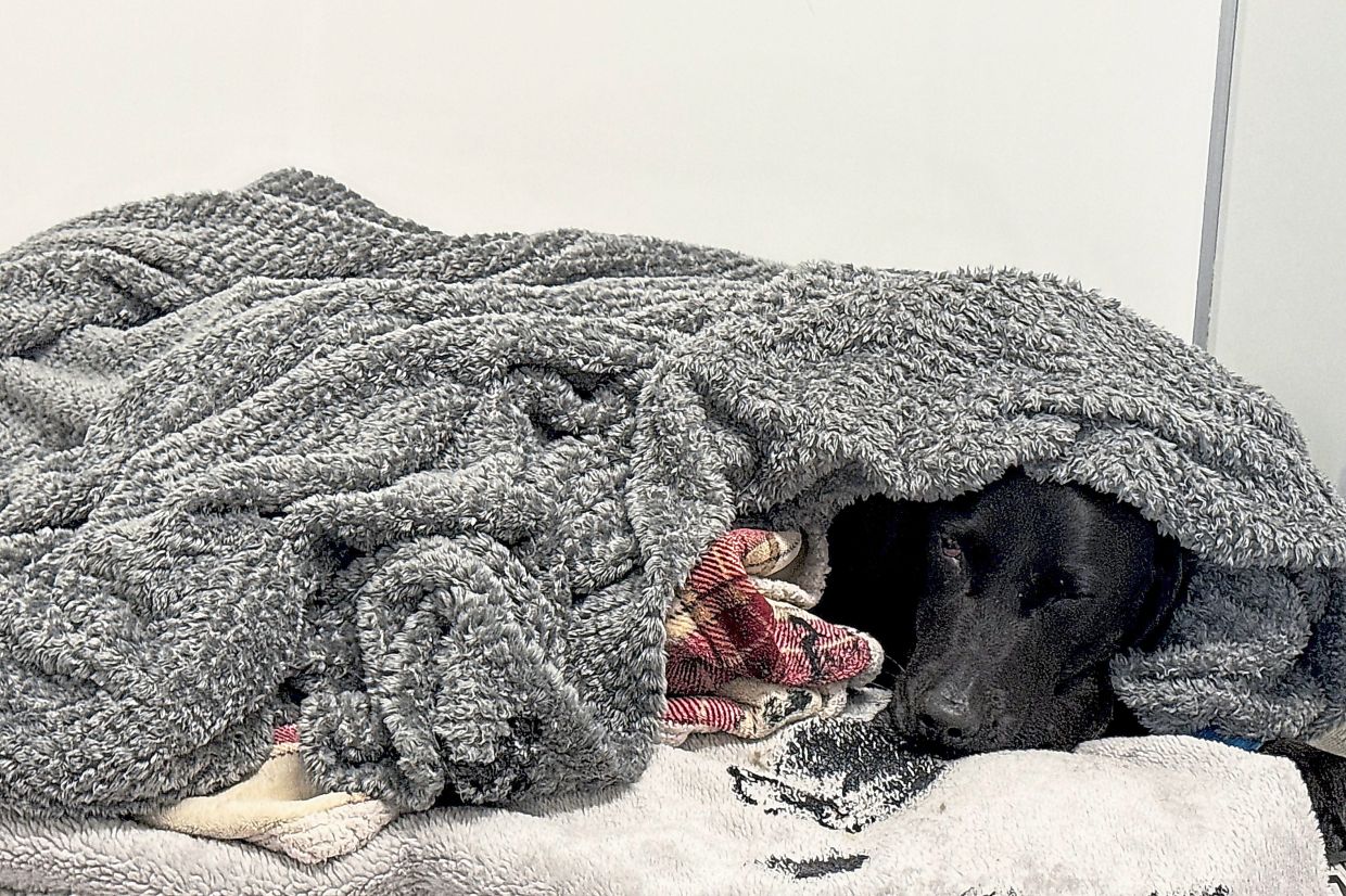 Dog's Mountain Ordeal: British Owner Describes Dramatic Rescue After Pet Ingests Cannabis on Ben Nevis